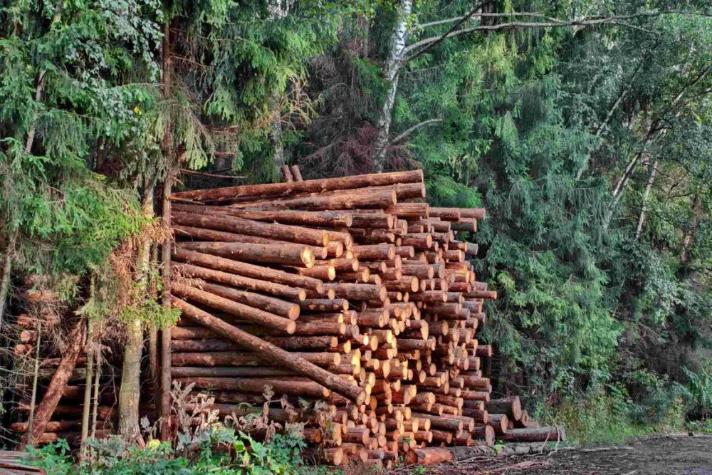 Silvicultura din Polonia: echilibru intre protectia mediului si crestere economica