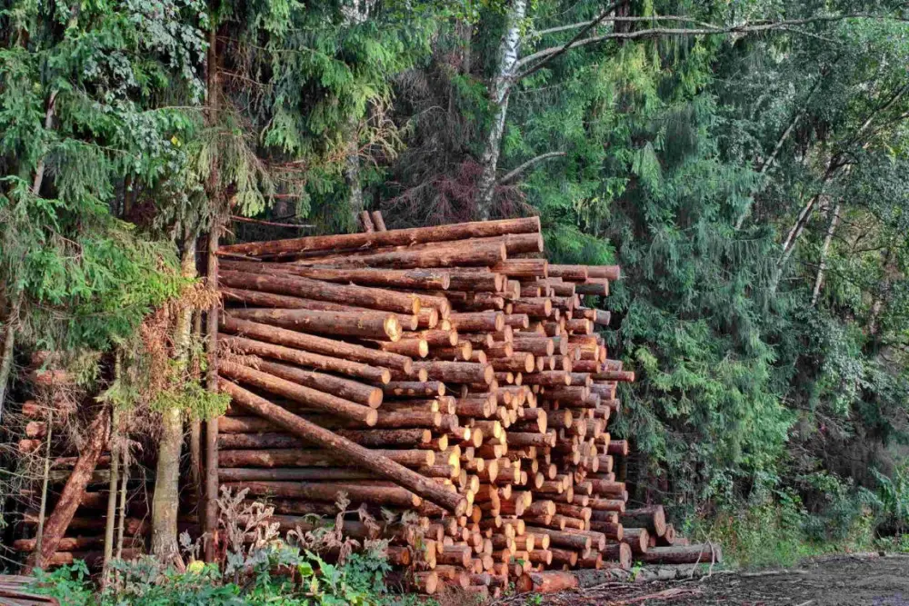 Bulgaria: Productia de lemn a atins un minim istoric in 2025